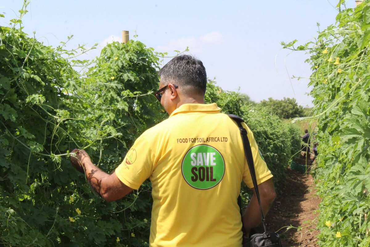 Kumar Sheth inspecting his organic plants.jpg